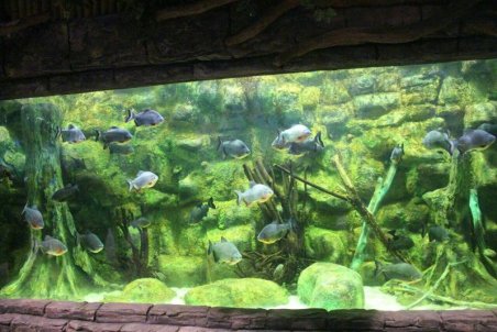 گیلان| افتتاح مجموعه گردشگری آکواریوم و اسکله مارینا