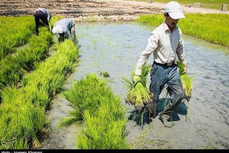 ایلام| دردسرهای شالیکاری