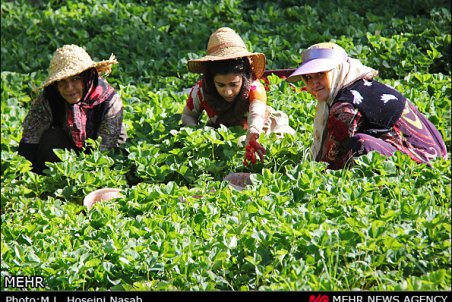 کردستان| جشنواره‌ای با طعم توت‌فرنگی