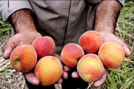 چهارمحال و بختیاری | نبود صنایع تبدیلی، پاشنه آشیل کشاورزی