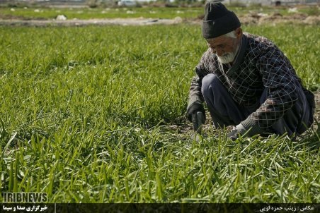 البرز| برداشت محصول از مزارع