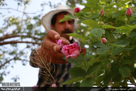 آذربایجان شرقی| برداشت گل محمدی در روستای عنصرود