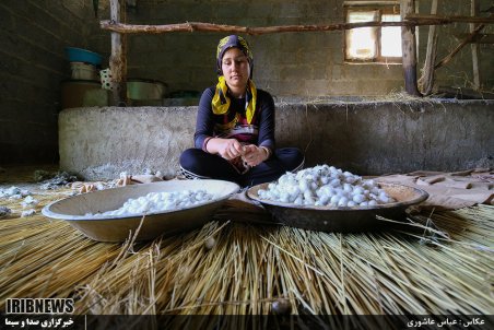 گیلان| نوغانداری در گیلان