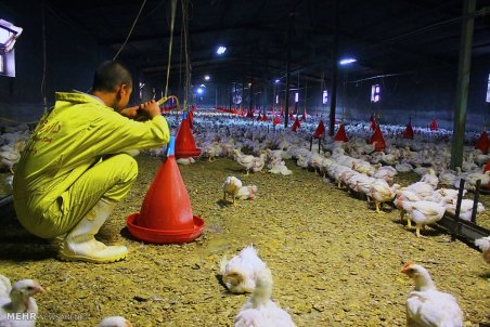 قزوین| مرغداران در آستانه ورشکستگی