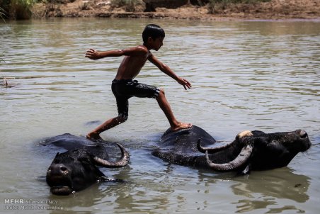 خوزستان| گاومیش ها؛ همبازی کودکان حمیدیه