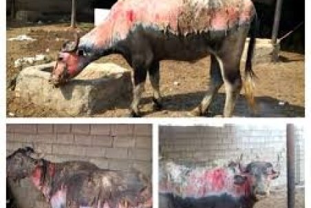 درآتش شايعه سوختند