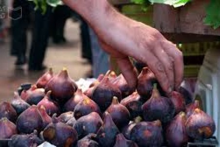 لرستان| بزرگ‌ترین قطب انجیر سیاه کشور در آستانه نابودی