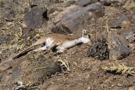 کرمان| دردسر آمار ضدونقیض