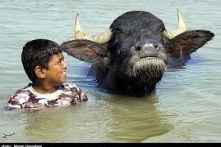 يادگاري از كارون