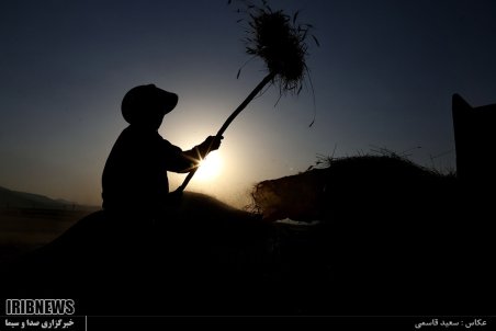 آذربایجان شرقی| برداشت گندم و جو در اهر