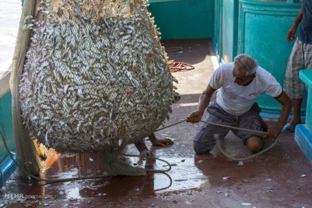 بوشهر| روزهای خوش صیادان میگو