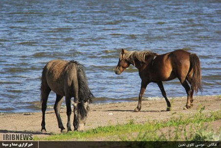 اردبیل| دریاچه نئور جاذبه طبیعی اردبیل