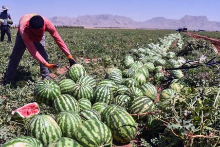 اصفهان| برداشت هندوانه در دل کویر