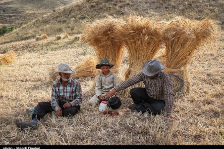 آذربایجان شرقی| برداشت گندم