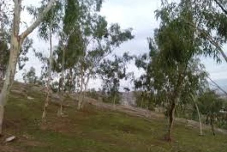 ایلام| پارک کوثر بدون پارکینگ