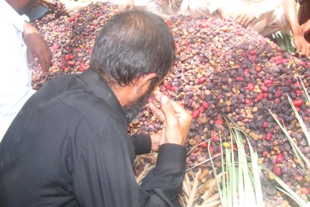 کرمان| خرما بر نخیل و دست کشاورزان کوتاه