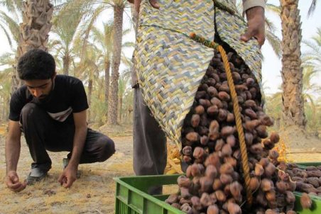 بوشهر| روزهای روشن تنگستان