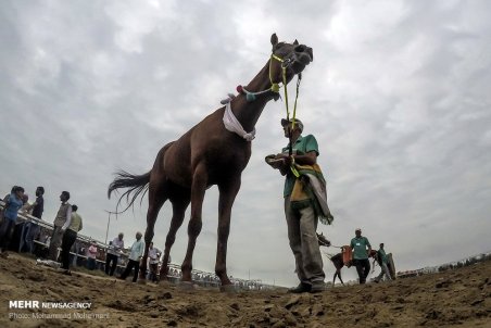 گلستان| کورس تابستانی سوارکاری بندرترکمن