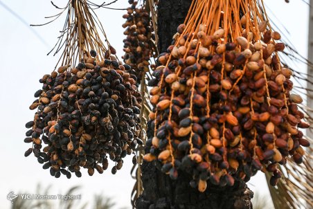 خوزستان| مرگ بیش از 700 نفر نخل در شهر خنافره