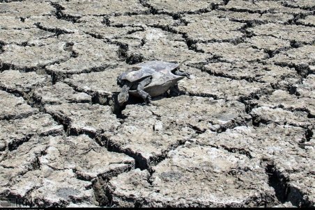 گلستان| وضعیت نابسامان تالاب‌های بین المللی