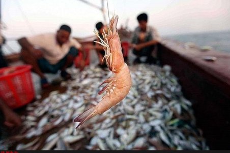 خلیج‌فارسِ بدون میگو