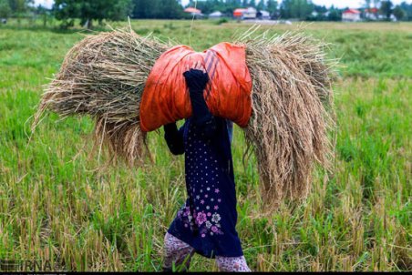 گیلان| برداشت خوشه‌های برنج در گیلان