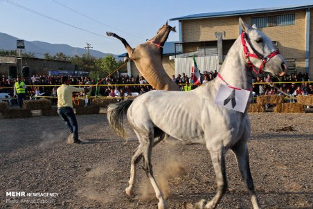 سومین همایش زیبایی اسب شاهرود