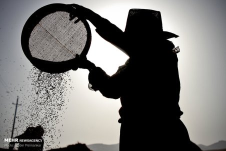 کرستان| برداشت خوشه های طلا در کردستان