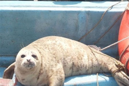 نجات فوك خزري؛ شعاري كه عملي نشد