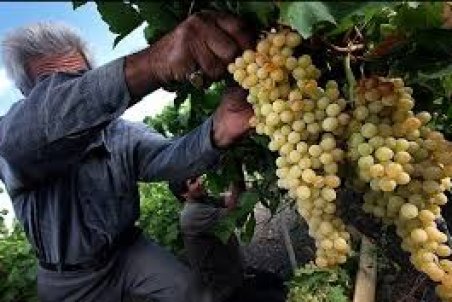 جوان سازی درختان انگور در رباط کریم
