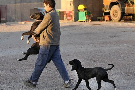 گلستان| مواجهه با سگ‌های ولگرد، مشکل هر روز گلستانی ها