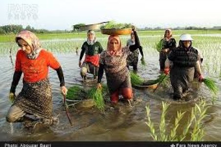 مازندران| کابوس شالیکاران شمالی ادامه دارد