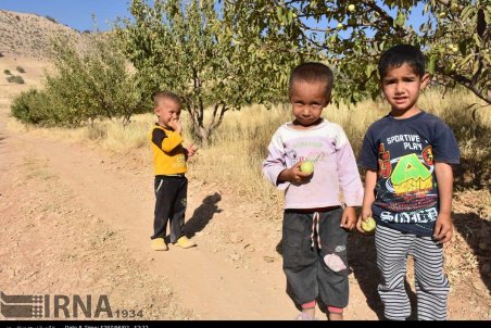 کهکیلویه و بویر احمد| خشک شدن باغ های سیب