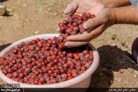 خراسان جنوبی| ماجرای میوه فراموش‌شده