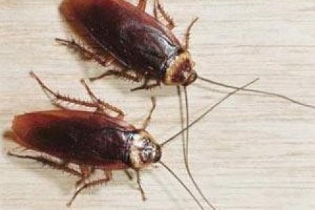 معجزه‌ای به نام سوسك حمام