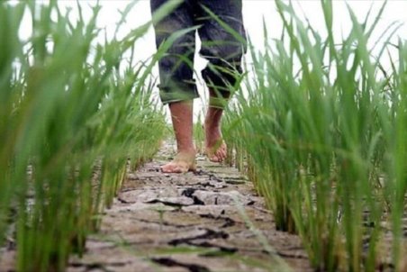 گیلان| آب شیرینی که شور است