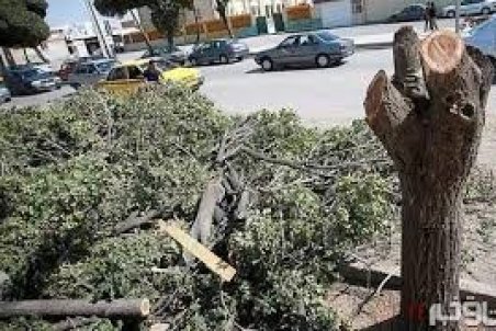 جريمه ۸۱ميلياردي براي قطع درختان
