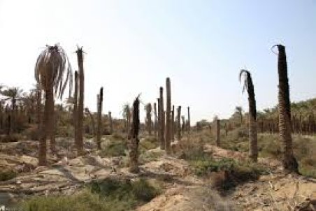 خوزستان| درد نخل‌های تشنه جنوب