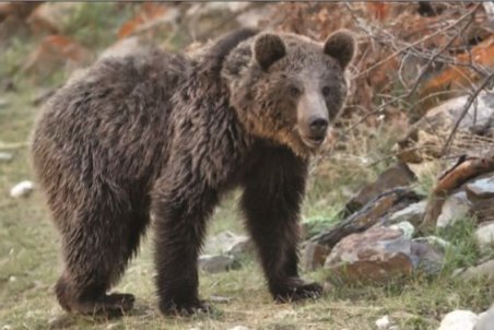 شکار؛ ‌متهم ردیف اول نابودی خرس‌های قهوه‌ای