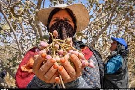 خراسان جنوبی| پسته کاران پشت سد مشکلات