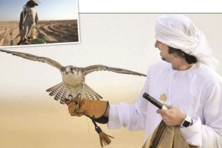 تجارت سیاه، پرندگان شکاری را منقرض می‌کند