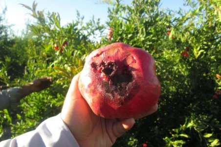 خراسان جنوبی| زخم آفت بر تن انار فردوس