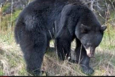 خرس ‌سیاه و گاندو زیر تیغ خشکسالی