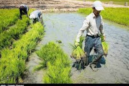 مازندران| طغیان آفت در کشت دوم برنج