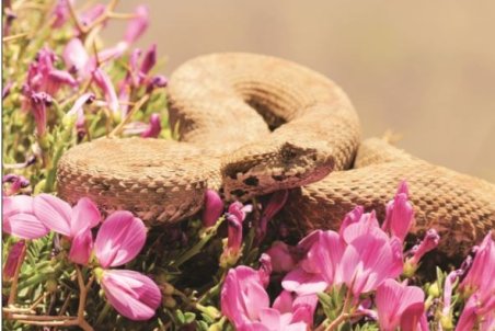 خزندگان ایران در مسیر انقراض