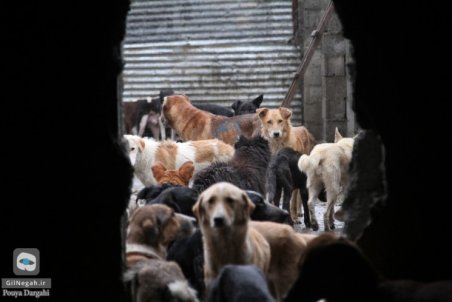 گیلان| رشت، جولانگاه سگ‌های ولگرد