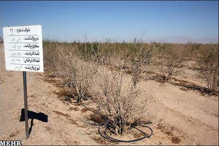 یزد| بلای خشکسالی در شهر بادگیرها