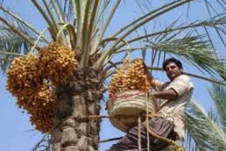 خوزستان| خسارتی که کمبود آب به نخیلات بهبهان وارد کرد