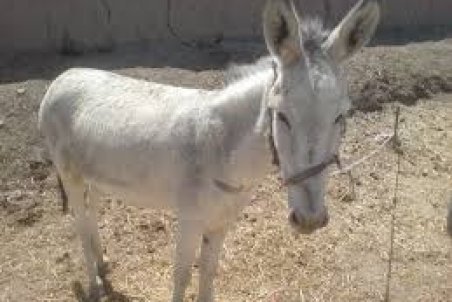 گلستان| جزئیات تازه از "الاغ ذبح‌شده‌" در گرگان