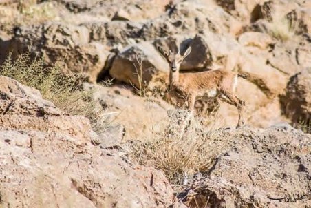 چهارمحال و بختیاری | تلاش مطلوب برای تأمین حقابه تالاب‌های چغاخور و گندمان